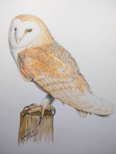 Thumbnail image of Ruth Randall,'Barn Owl' - Inspired | April