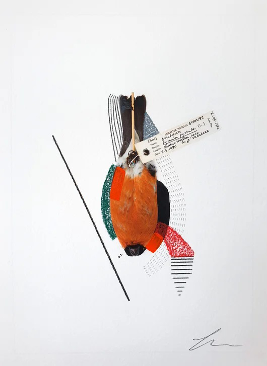 Lucy Stevens, Bullfinch