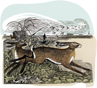 Orford Hares by Angela Harding