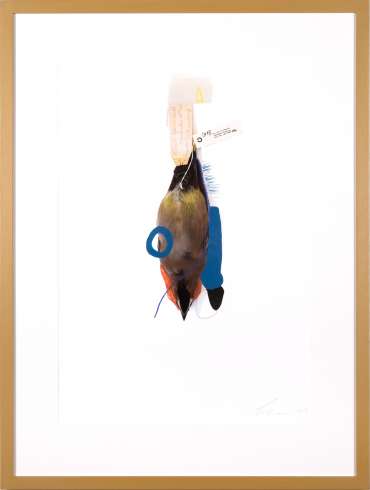 Waxwing (Blue Lobster) by Lucy Stevens
