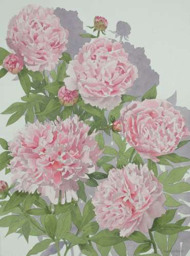 Pink Peony by Mary Rodgers