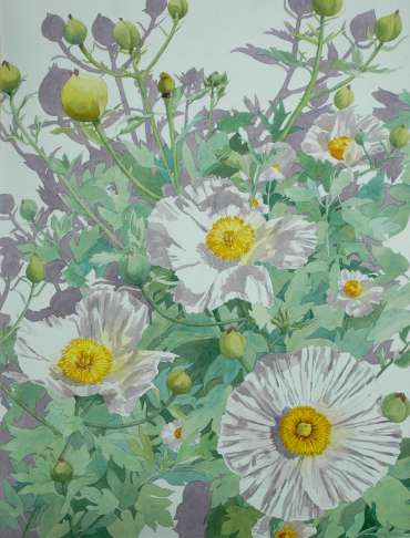 Tree Poppy by Mary Rodgers
