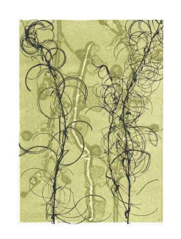 Rosebay Willowherb by Nikki Grange