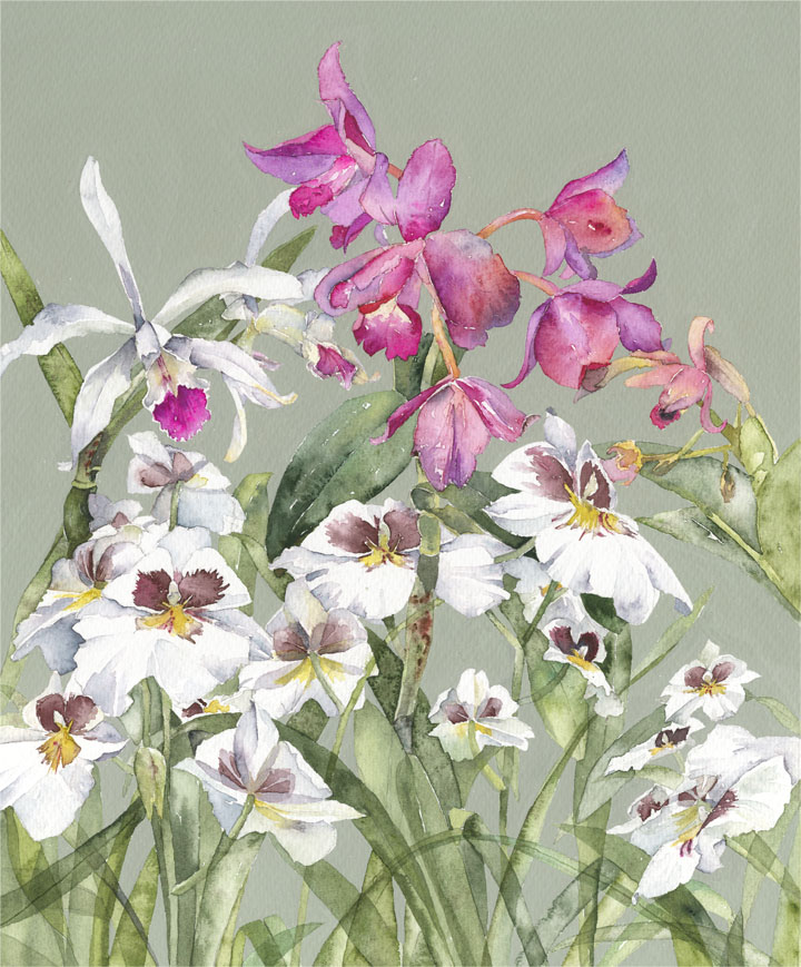 Vivienne Cawson, 'Kew's Orchids'