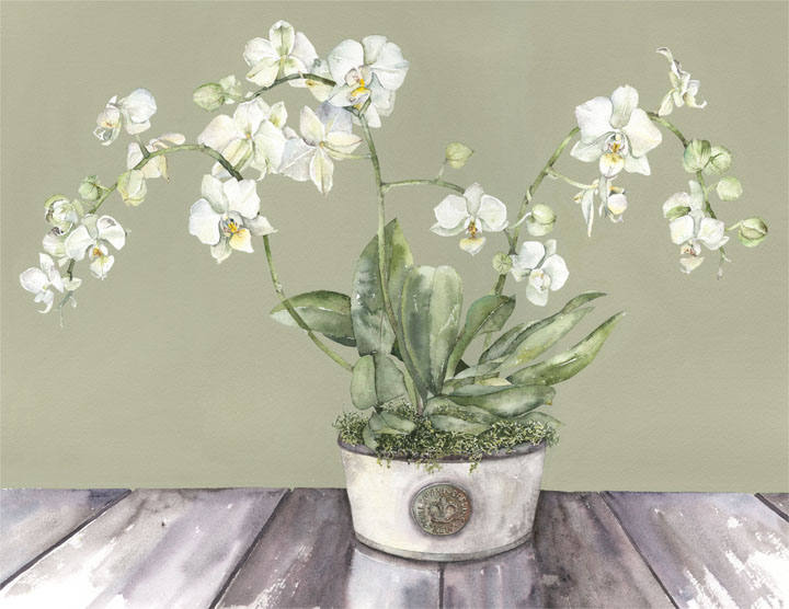 Vivienne Cawson, 'Moth Orchid in Kew Pot'