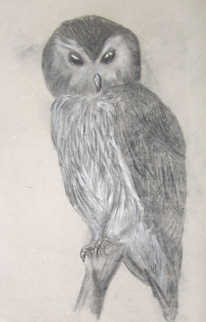 Drawing by Danielle Owen