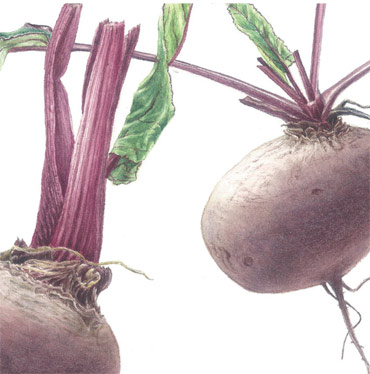 Illustration by Adrienne Roberts