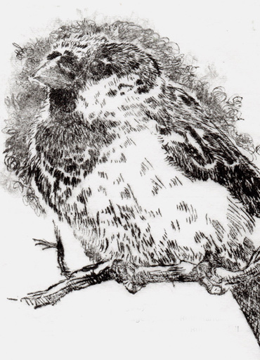 Drawing by Ruth Randall Drawing