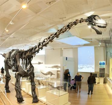 Dinosaur gallery at New Walk Museum Leicester