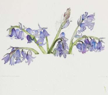 Thumbnail image of Vivienne Cawson, 'Bluebells in Coalport' - Stage 1 - Inspired |  May