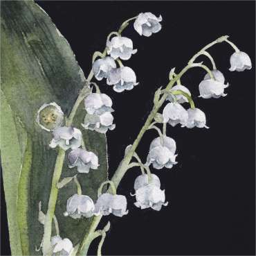 Thumbnail image of Vivienne Cawson, 'Lily of the Valley' - Inspired | July
