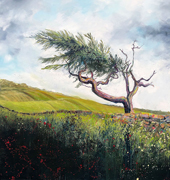 Jo Sheppard