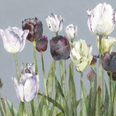 Vivienne Cawson, Tulips