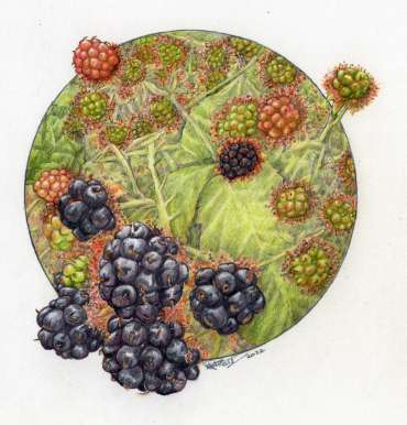 Thumbnail image of 099 | Ruth Randall | Blackberries - LSA Annual Exhibition 2022 | Catalogue K - R