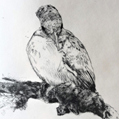 Jo Sheppard - Drypoint Etching