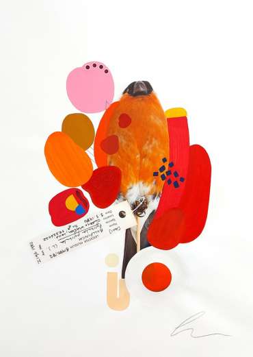 Lucy Stevens - Colour-Coded Birds