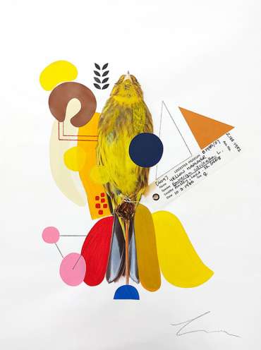 Lucy Stevens - Colour-Coded Birds