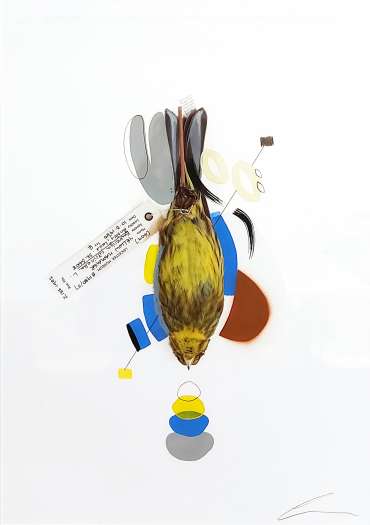Thumbnail image of 131 Lucy Stevens | Yellowhammer Nest - LSA Annual Exhibition 2023 | Catalogue S - Z