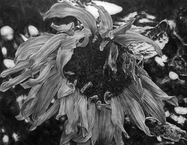 Thumbnail image of Andrew Jackson | Sunflower - Exhibition | Sock Open, Loughborough, Leicestershire