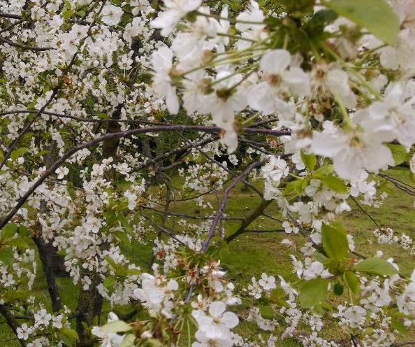 Fruit Routes: Barefoot Blossom and Spring Picnic | Loughborough University