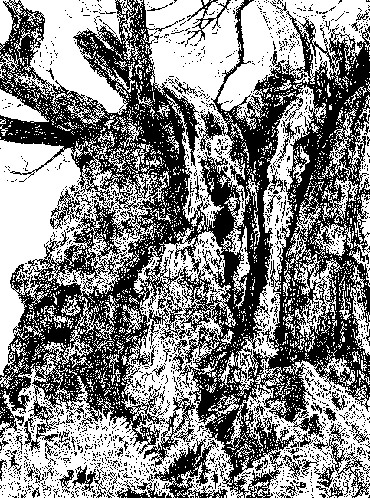 Ink drawing by Ruth Randall
