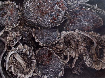 Thumbnail image of Dried Sunflowers by Andrew Jackson