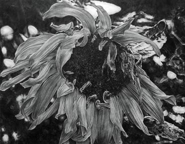 Thumbnail image of Sunflower by Andrew Jackson