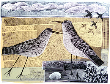 Norfolk Birds by Angela Harding