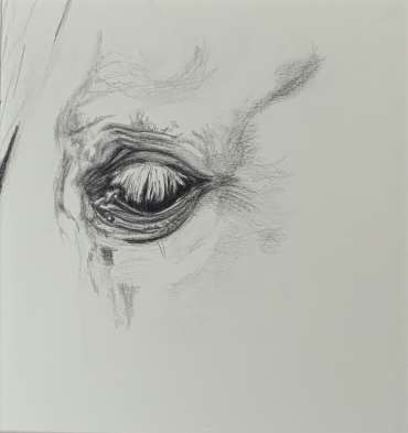 Thumbnail image of Horse Eye study by Jill Scott