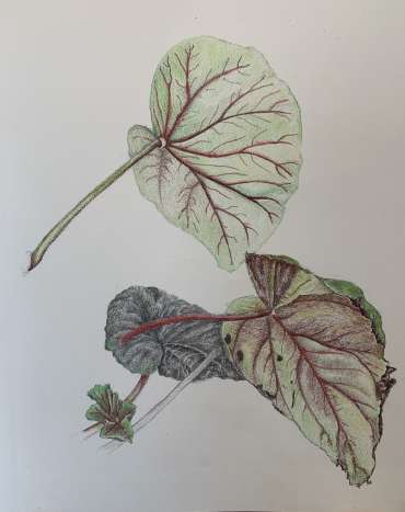 Thumbnail image of Begonia Leaf study by Jill Scott