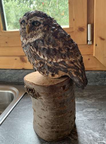 Thumbnail image of Little Owl by Jill Scott