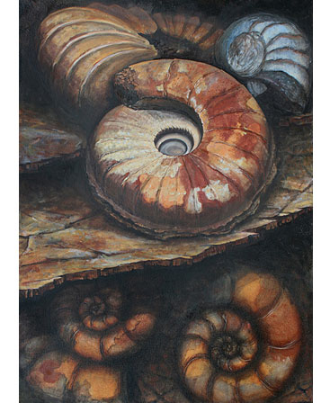Thumbnail image of Ammonites by Jo Sheppard