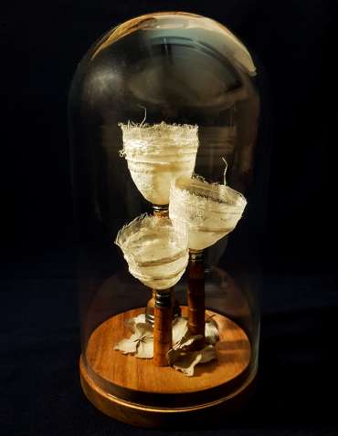 Thumbnail image of Miss Clara Knight's Curious Collections, A New Discovery (v) by Joy Norman