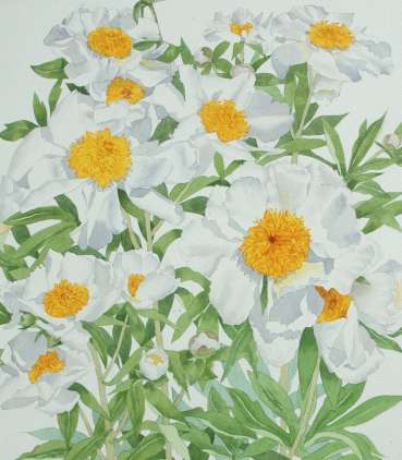 Thumbnail image of White Peony by Mary Rodgers