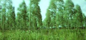 Thumbnail image of In the Breeze by Michael Moralee