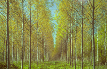 Thumbnail image of Tree Plantation by Michael Moralee