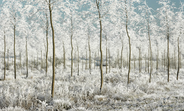 Thumbnail image of Winter Magic by Michael Moralee