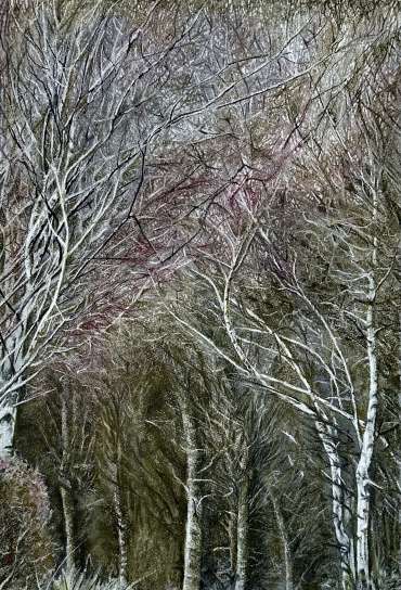 Thumbnail image of Entwined by Rebecca Bennett