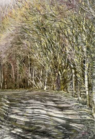 Sunshine Through the Trees by Rebecca Bennett