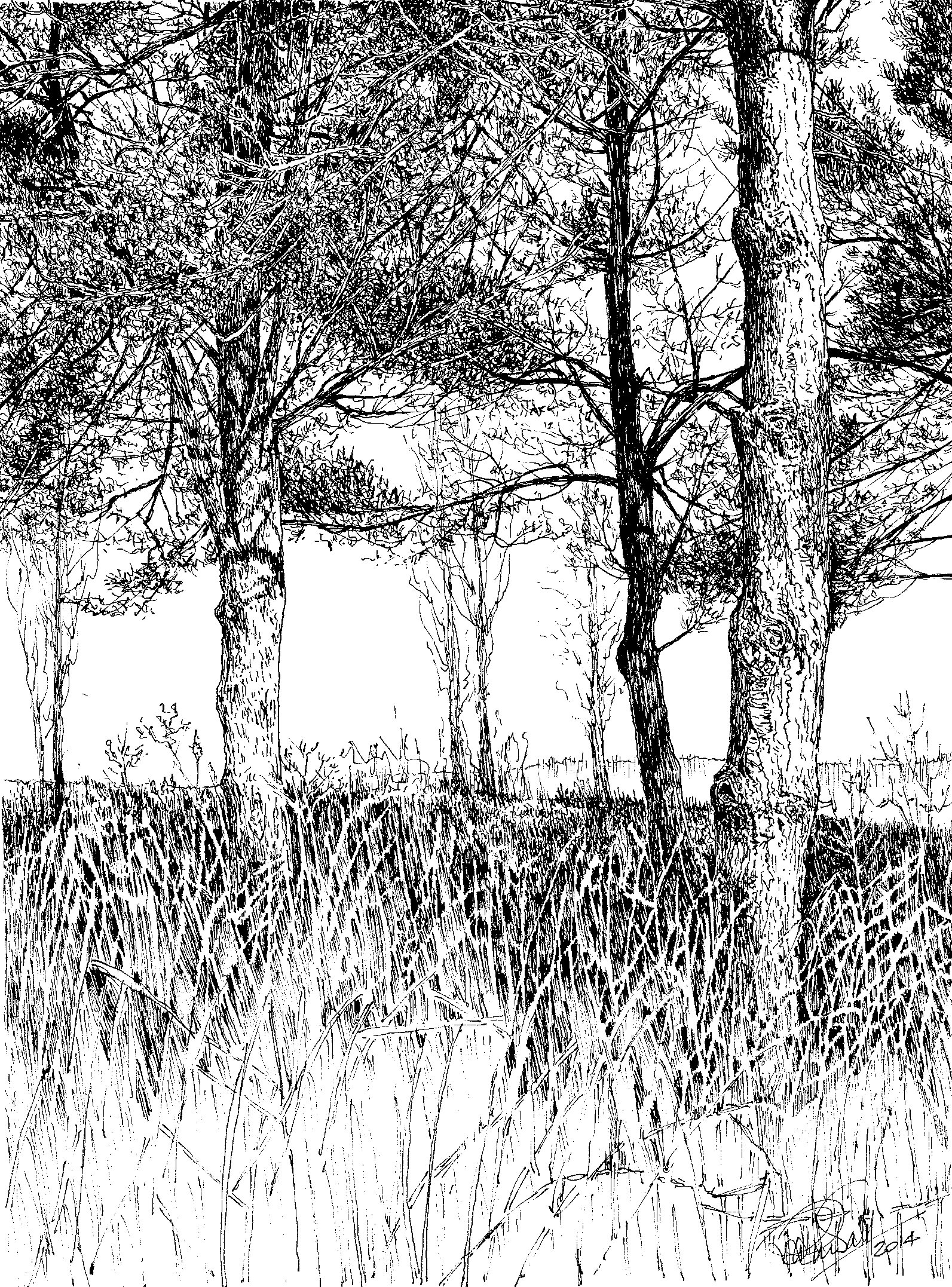 Thumbnail image of Scots Pine, Beacon Hill by Ruth Randall
