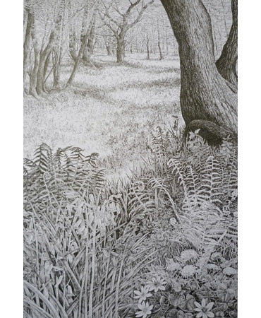 Thumbnail image of Springtime in Burleigh Wood, Loughborough by Ruth Randall