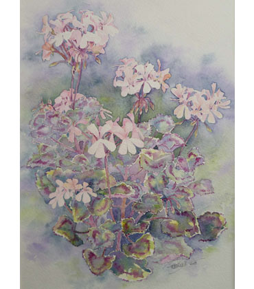 Thumbnail image of Zonal Pelgargonium by Ruth Randall