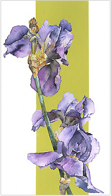 Thumbnail image of Iris 2 by Vivienne Cawson